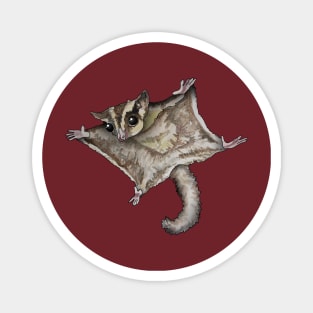 Flying Sugar Glider Magnet